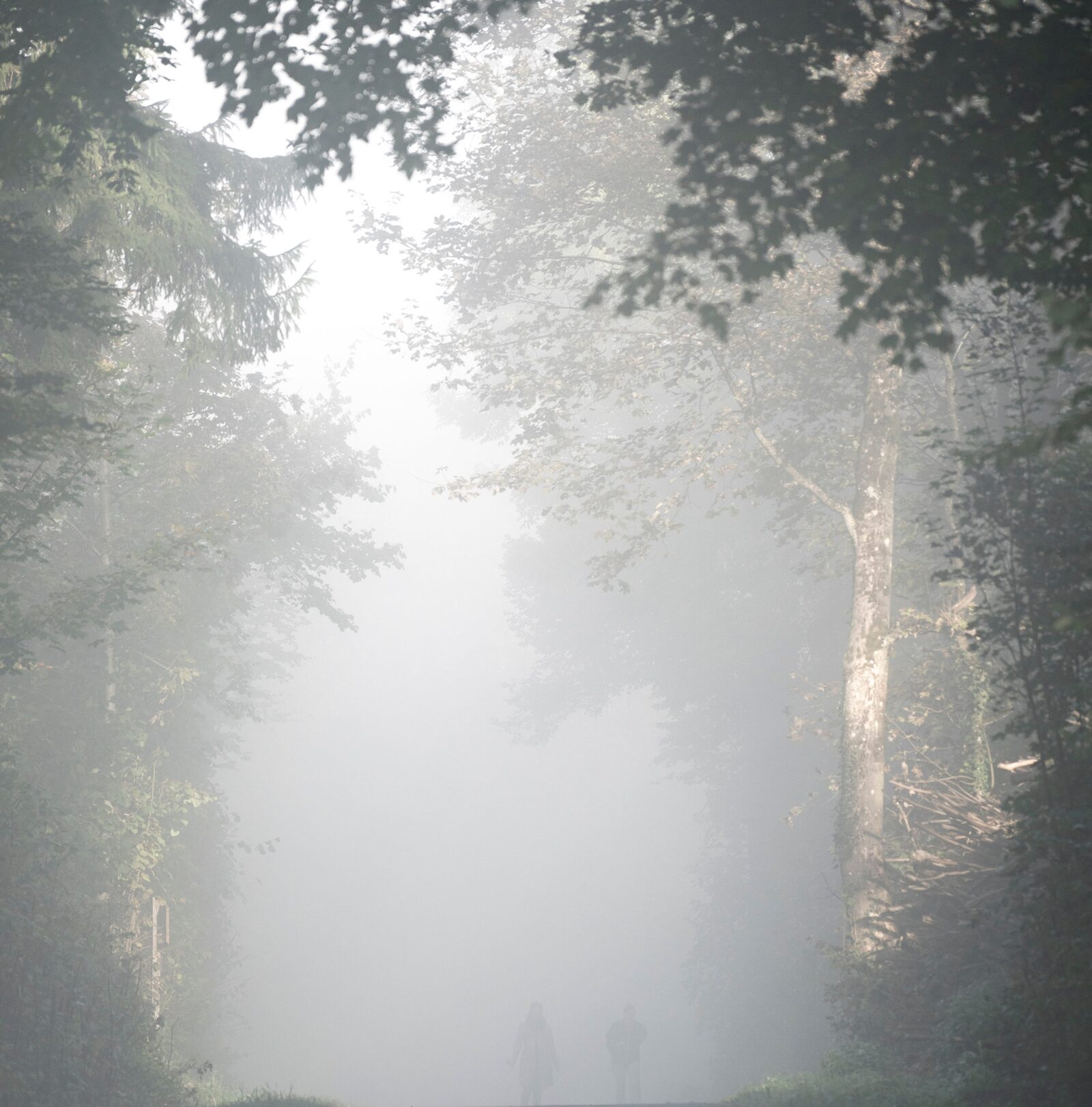 Weicher Lichtweg durch Nebel — Schritt für Schritt wieder Orientierung finden