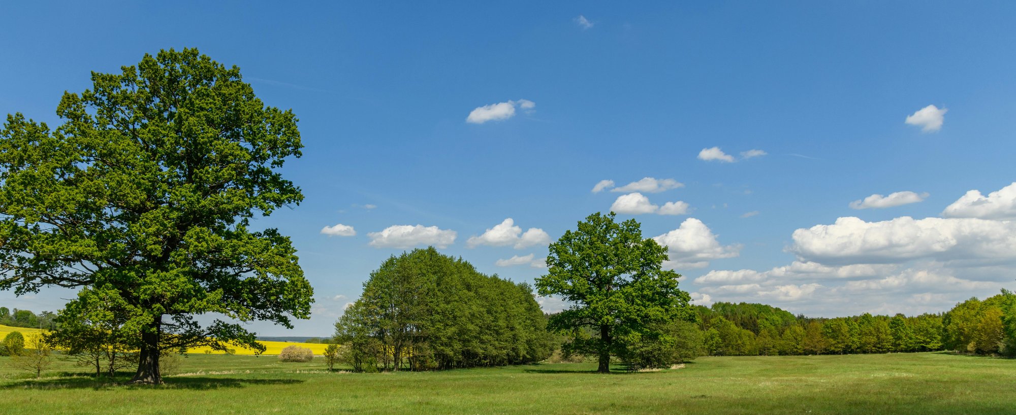 Weite Frühlingswiese mit Eichen unter blauem Himmel — Natur, Weite und Verbundenheit